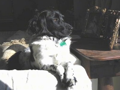 A black and white Stabyhoun is laying on a couch and it is looking out of a window to the right of it with the sun shining on it.