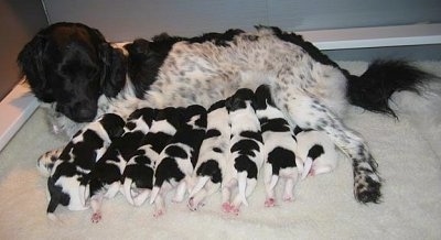 A black and white Stabyhoun dog is laying across a carpet and there are a litter of Stabyhoun puppies nursing.