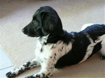 Top down view of a black and white Stabyhoun puppy that is laying across a carpet and it is looking to the left.