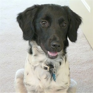 Close up front view - A black and white Stabyhoun puppy is sitting on a carpet, it is looking up, its head is slightly tilted to the right, it is looking forward and its mouth is slightly open.