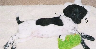 A black and white Stabyhoun puppy is laying on its left side and it is on top of a blanket. It is looking up and there is a green plush doll under it.