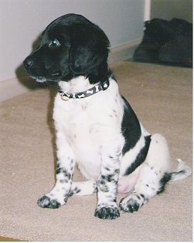 The front left side of a small black and white Stabyhoun puppy that is sitting on a carpet and it is looking to the left.