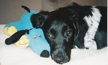 Close up head shot - A black and white Stabyhoun puppy is laying down across a bed and in front of it is a blue with yellow plush doll toy.