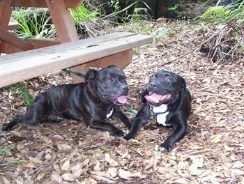 Two shiny black with white Staffordshire Bull Terriers are laying across a heavily leaved surface. Next to them is a wooden bench. Both of there mouths are open and tongues are out.