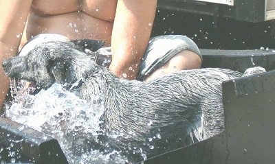 The left side of a wet white with gray and black Australian Stumpy Tail Cattle Dog puppy that is splashing around in a tub of water outside. There is a man sitting behind it.