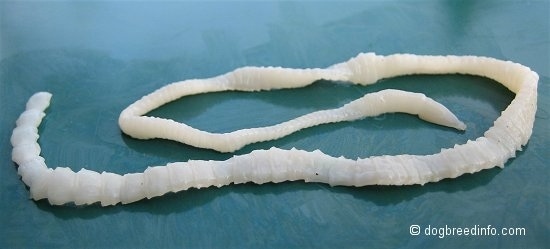 Tapeworm Pictures and Photos, Tapeworm Pics, Tapeworm Images