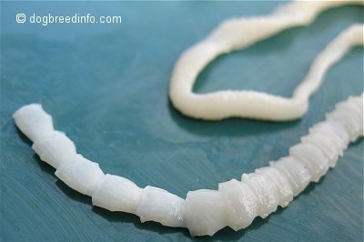 Close up - The front of a tapeworm that is on a green plate.