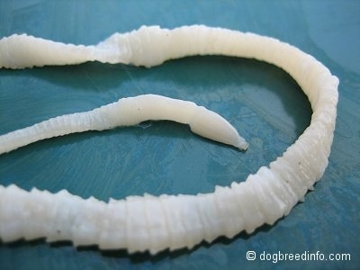 Tapeworm Pictures and Photos, Tapeworm Pics, Tapeworm Images