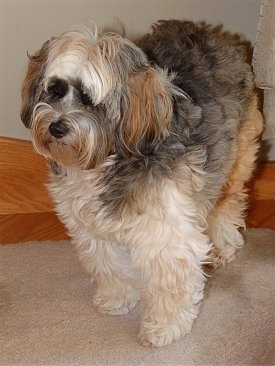 The front left side of a wavy coated, white, black and tan Tibetan Terrier that is standing on a carpet and it is looking to the left.