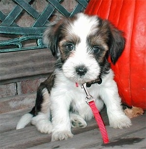 Close up front view - A fuzzy little white and gray with black Tibetan Terrier puppy is sitting on top of a hardwood porch and there is a red pumpkin to the right of it. It has wide round eyes and a black  nose.