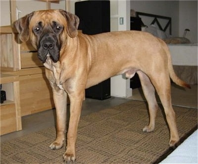 The front left side of a tall brown with black Tosa that is standing on top of a rug and it is looking forward. The dog is very large.