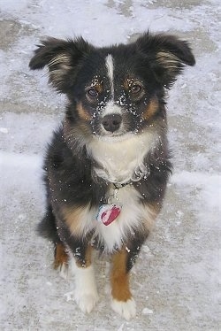 Front view looking down at the dog - A black with brown and white Miniature Australian Shepherd is sitting on a sidewalk with snow all over its face looking up.