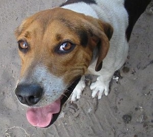 Top down view of a white with black and brown Treeing Walker Coonhound that is standing on a beach, it is looking up, its mouth is open and its tongue is out. The dog has brown almond-shaped eyes, a black nose and soft ears that hang down to the sides.