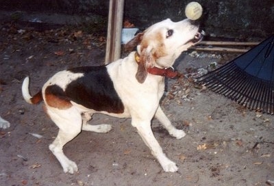 The right side of a white with black and brown Treeing Walker Coonhound that is attempting to catch a tennis ball. The tennis ball is hitting it on the nose.