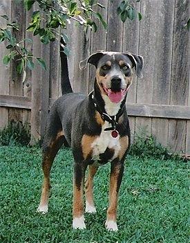 View from the front - A tri-colored Blue Lacy is standing in grass in front of a wooden privacy fence looking forward. Its mouth is open and tongue is out and its tail is up.