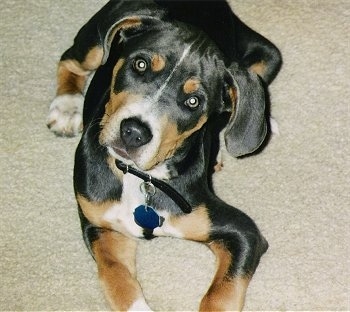 Front view looking down at the dog - A tri-colored Blue Lacy mix breed dog is laying on a tan carpet with its head tilted to the right and it is looking up.