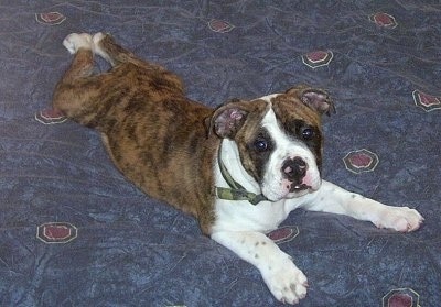 Lola, the Valley Bulldog Puppy at 4 months old .