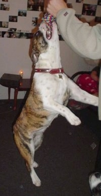 A brindle with white Valley Bulldog is hanging onto a rope toy that a person is holding high in the air.