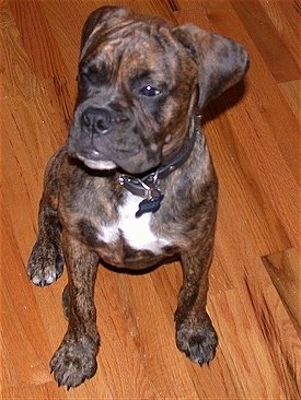 Top down view of a brindle with white Valley Bulldog puppy sitting on a hardwood floor and it is looking to the left. The dog has a wide chest and ears that hang down to the sides.