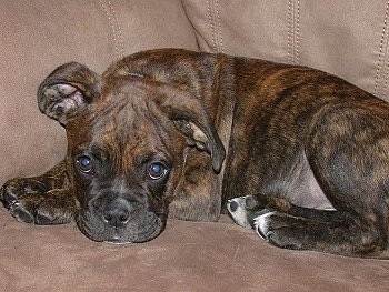 A brindle with white Valley Bulldog puppy is laying down across a couch and it is looking forward. The pup has large round dark eyes.