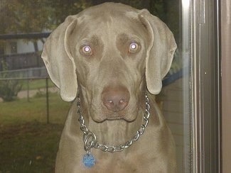 Close up - A Weimaraner is sitting in front of a window and it is looking forward. The dog his wearing a choke chain collar 