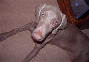 Topdown view of a Weimaraner that is laying across a carpeted floor and it is looking up. The dog has a long snout with a big light brown nose and long wide ears that hang down.