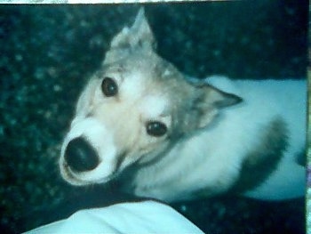 Top down view of a white with brown Siberian Laika that is walking across a sidewalk and it is looking up. Its perk ears are pinned back.