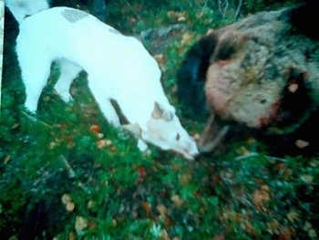 The right side of a Siberian Laika that is chewing on a dead bear in front of it.