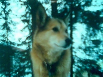 Close up front view head shot - A tan with black and white West Siberian Laika dog is standing outside in the woods and looking to the right. It has a black nose and perk ears.