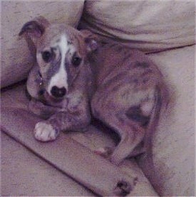 The left side of a brown with white Whippet puppy laying in the corner of a couch and it is looking forward.