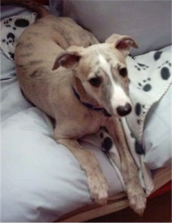 A tan with white Whippet is laying across the back of a couch and it is looking forward. It has a black nose, dark eyes and long legs.