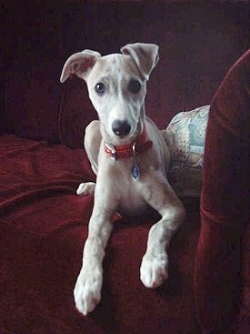 Whippet Puppies on Jade  Aka Kenmilquin Lucky Star   The Whippet Puppy At 8 Weeks