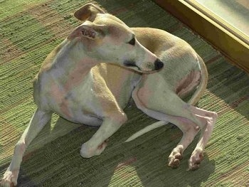 A tan Whippet is laying on a rug curled in a circle and it is looking to the right.