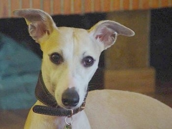 Close up head shot - A tan Whippet is laying across a floor and it is looking forward. It has a long snouth and ears that stick out to the sides.