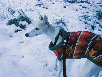 The left side of a white Whippet that is standing in snow and it is wearing a red and orange coat.
