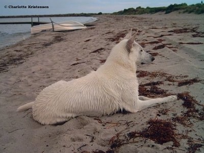 The back right side of a wet American White Shepherd that is laying on a beach and it is looking to the right.