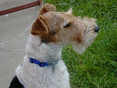 Close up side view head and upper body shot - A white with black and brown Wire Fox Terrier that is sitting on a sidewalk and it is looking to the right. It has a long muzzle, a black nose and small fold over ears.