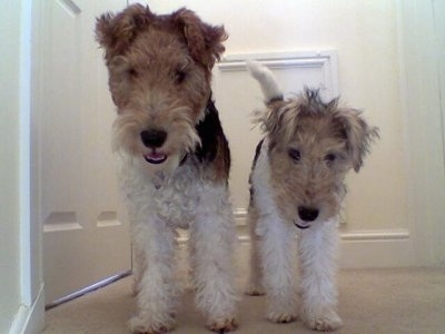 Terrier Breeds on Fox Terrier With Molly  A Wirehaired Fox Terrier Puppy At 4 Months Old