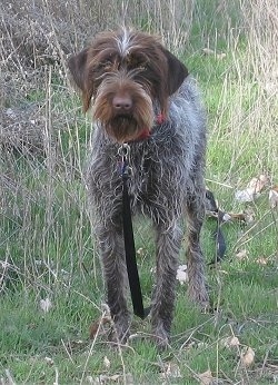 Front view - A white with brown and black Wirehaired Pointing Griffon dog standing outside in a field in tall grass looking forward. It has ears that hang down to the sides and longer hair on its muzzle with a brown nose.