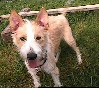 Front view - A wiry tan with white Portuguese Podengo is sitting in grass and he is looking up. Its mouth is open and tongue is out. There is a piece of wood behind it. The dog looks happy.