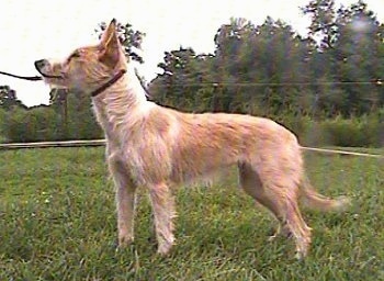 Left Profile - A tan with white Portuguese Podengo is standing in grass and it is looking up and to the left. It has a show dog leash around its neck.
