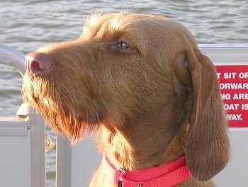 Close up headshot - The left side of a red Wirehaired Vizsla dog sitting on a boat wearing a hot pink collar.