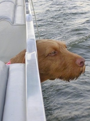 A red Wirehaired Vizsla is sticking its head out of the side of a boat out on the water.