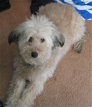 Top down view of a tan, soft looking, Whoodle dog that is laying across a tan carpet and looking up.