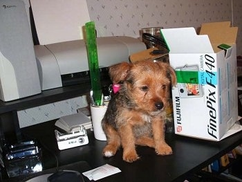 A black with brown and white puppy is sitting on top of a desk in front of a printer and next to a FinePix F440 digital camera.