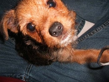 Close up - Top down view of a brown Yorkie Russell puppy that is standing up against a person's leg and it is looking up. It has a black nose and wide round dark eyes.