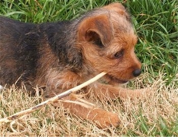Close up - The right side of a black with brown Yorkie Russell puppy that is laying across a patch of brown grass and it has a stick in its mouth. The dog has small ears that fold over to the front and a black nose and dark eyes.