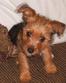 A black and brown Yorkie Russell puppy is sitting on a couch with a white pillow behind it. The puppy has its head tilted to the right. Its ears are sticking out to the sides and folded over at the tips.