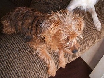 The front right side of a tan with black Yorkie Russell that is laying across the back of a tan couch and to the right of it is the paws of another dog.