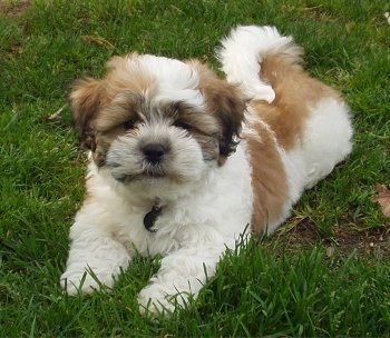 The front left side of a white with brown Zuchon puppy that is laying across grass and it is looking forward. It has a thick coat, squinty eyes and a tail that curls up over its back.